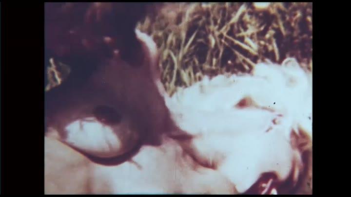 Continental Classics No. 5 – Sex On The Beach